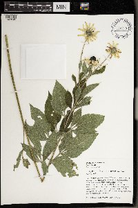 Rudbeckia subtomentosa image