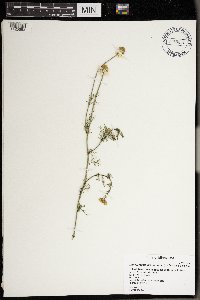 Tripleurospermum inodorum image