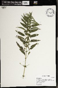 Urtica dioica image