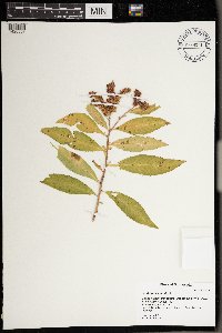 Penthorum sedoides image