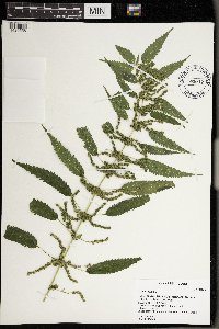 Urtica dioica image