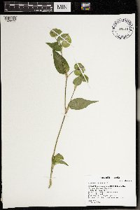 Commelina communis image
