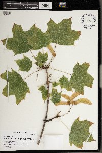 Acer platanoides image