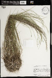 Muhlenbergia richardsonis image