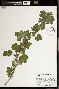 Ribes cynosbati image