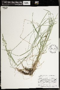 Poa pratensis subsp. pratensis image