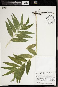 Maianthemum stellatum image