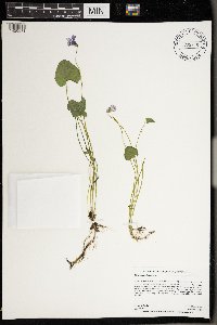 Viola nephrophylla image