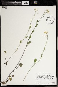 Cardamine bulbosa image