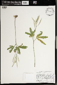 Cardamine concatenata image