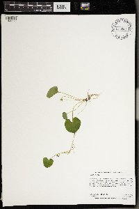 Viola blanda image
