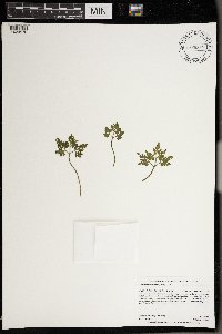 Sceptridium dissectum image