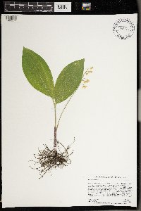 Convallaria majalis image