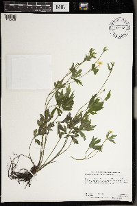 Ranunculus hispidus image