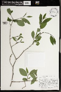 Ilex verticillata image