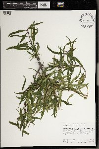 Frangula alnus image