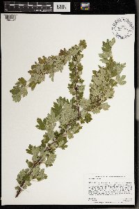 Ribes hirtellum image