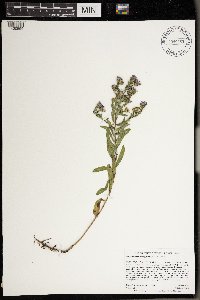 Symphyotrichum oblongifolium image