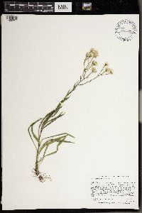 Solidago ptarmicoides image