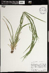 Carex grisea image