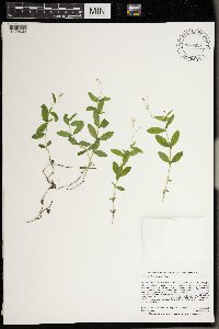 Moehringia lateriflora image