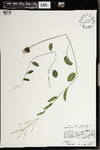 Cardamine bulbosa image