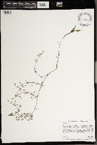 Galium trifidum image