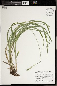 Carex sparganioides image