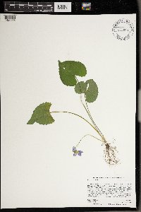 Viola sororia image