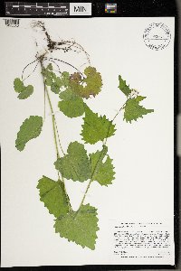 Alliaria petiolata image