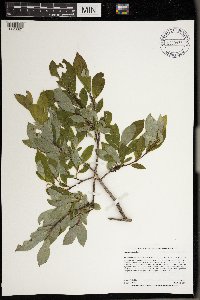Salix planifolia image
