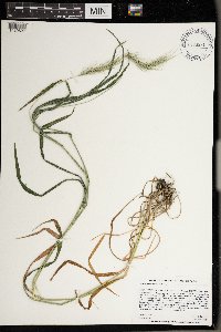 Elymus villosus image