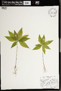 Lysimachia borealis image