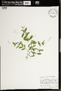 Moehringia lateriflora image