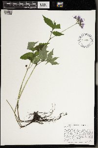 Image Associated With the Occurrence