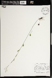 Cardamine bulbosa image