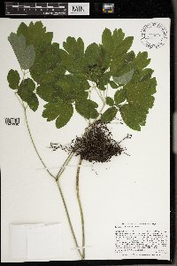 Caulophyllum thalictroides image