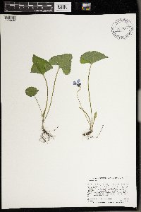 Viola sororia image