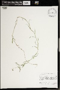 Campanula aparinoides image