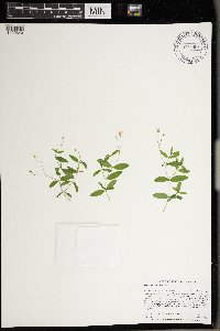 Moehringia lateriflora image