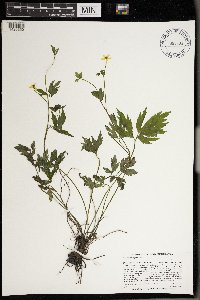 Ranunculus hispidus image