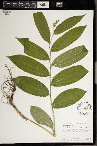 Maianthemum racemosum image