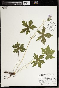 Geranium maculatum image