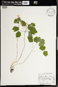 Thalictrum thalictroides image