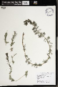 Myriophyllum sibiricum image