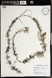 Myriophyllum sibiricum image
