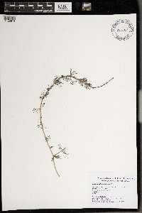 Myriophyllum sibiricum image