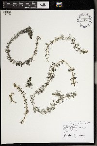 Myriophyllum sibiricum image