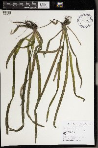 Vallisneria americana image