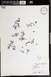 Lemna trisulca image